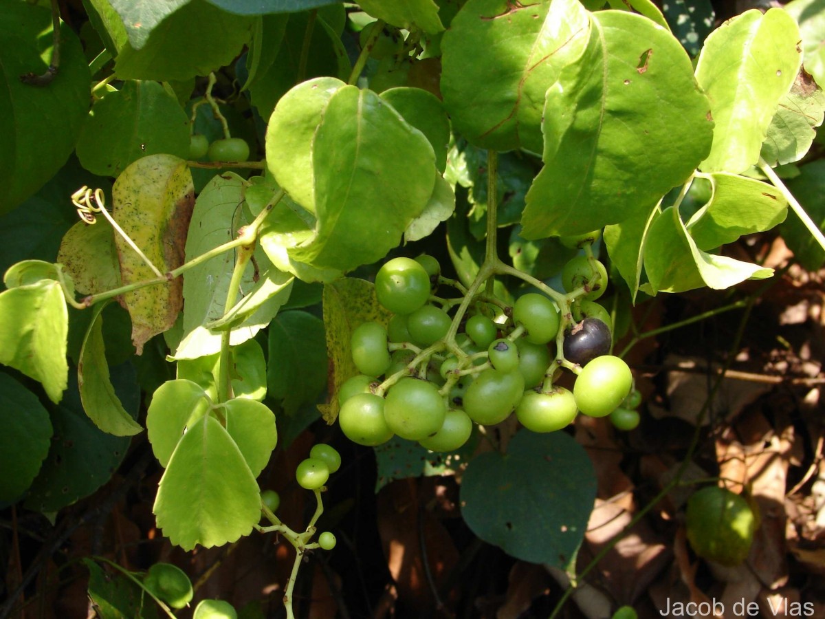 Causonis trifolia (L.) Mabb. & J.Wen